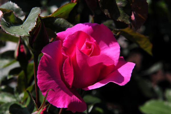 130508 2 DSC_9733.jpg